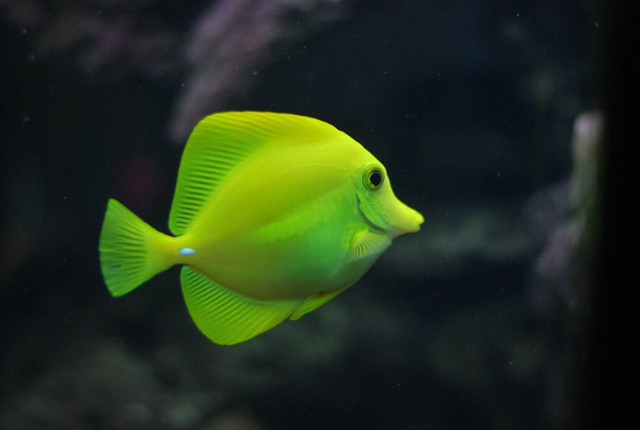 Ilustrasi ikan discus termahal dan unik. Sumber foto: Unsplash