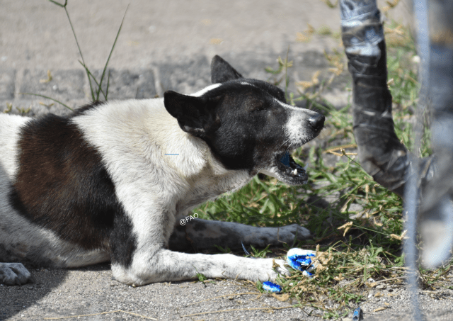 Ilustrasi - Anjing - IST