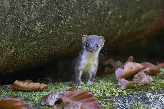 Ilustrasi musang rase. Sumber foto: Unsplash