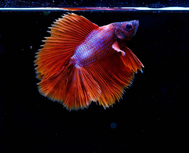 Ilustrasi sifat ikan cupang jantan. Sumber: nonnatthapat/pixabay.com 