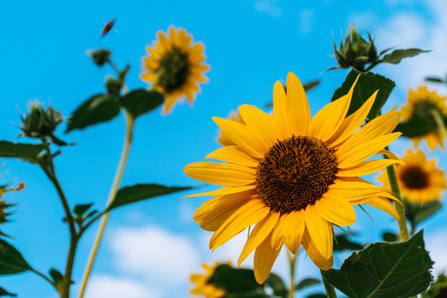Ilustrasi bunga matahari. Foto: Pexels.com