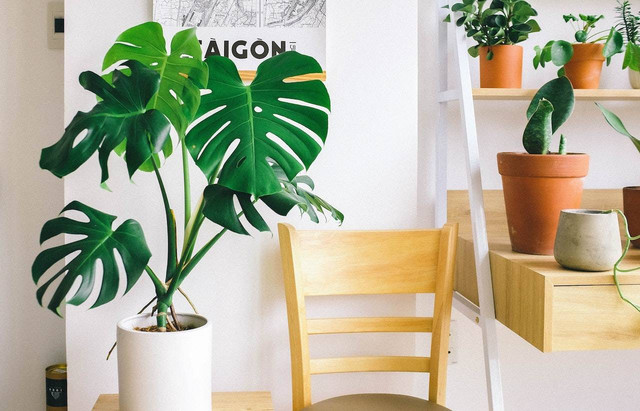 Ilustrasi cara merawat monstera. Sumber: Huy Phan/pexels.com