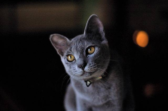 Ilustrasi kucing russian blue. Foto: Pixabay