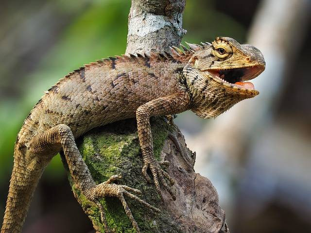Ilustrasi ciri-ciri iguana jantan adalah. Foto: Pixabay