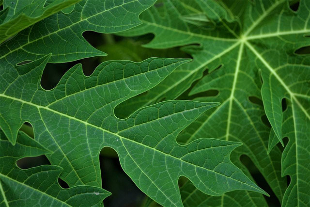 Manfaat daun pepaya, Foto: Pexels.com