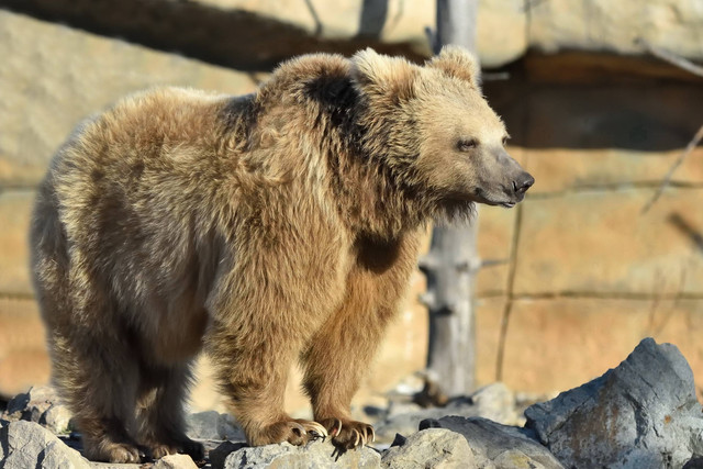 Ilustrasi beruang coklat Himalaya yang terancam punah. Foto: Alexandr Junek Imaging/Shutterstock
