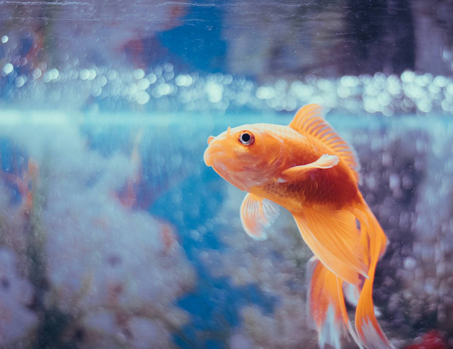 Ilustrasi ciri-ciri ikan koki. Sumber foto: Unsplash