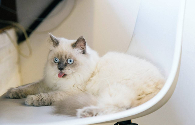 Ilustrasi 4 cara mengetahui usia kehamilan kucing. Sumber: Pexels