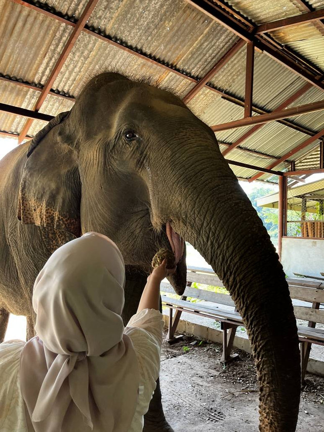 Elephants World, Panti Jompo untuk gajah yang sudah tua di Kanchanaburi, Thailand.
 Foto: DN. Mustika Sari/kumparan