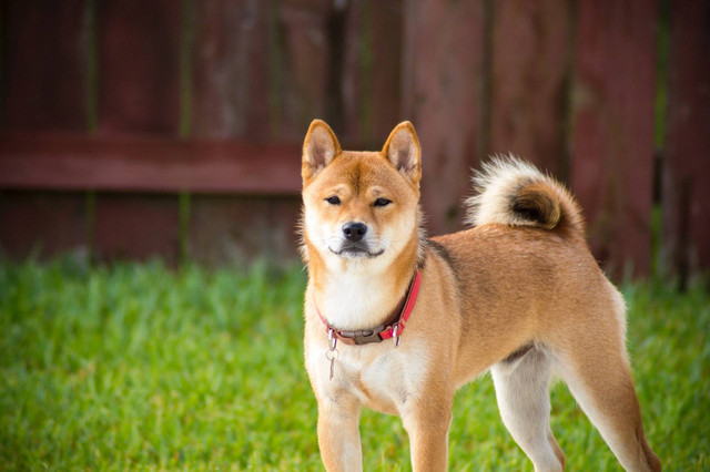 Ilustrasi Anjing Akita. Sumber foto: Unsplash