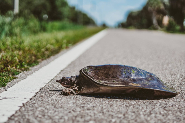 Ilustrasi Wisata Kura-Kura Belawa | Sumber: Unsplash/The Tampa Bay Estuary Program