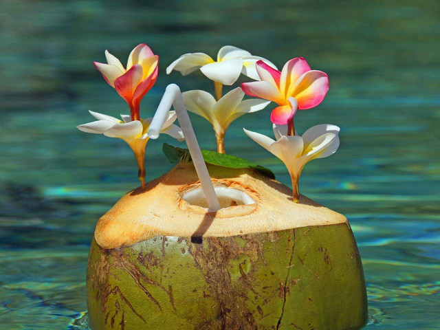 Ilustrasi 6 Manfaat kelapa muda untuk kesehatan tubuh dan kulit. Foto: pixabay