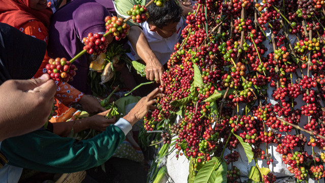 Karyawan Kebun Jollong bersama warga berebut gunungan biji kopi dalam prosesi wiwit panen raya kopi (nggantingi) di areal Perkebunan Kopi Robusta Jollong, Desa Sitiluhur, Gembong, Kabupaten Pati, Jawa Tengah, Sabtu (10/6/2023). Foto:  ANTARA FOTO/Aji Styawan