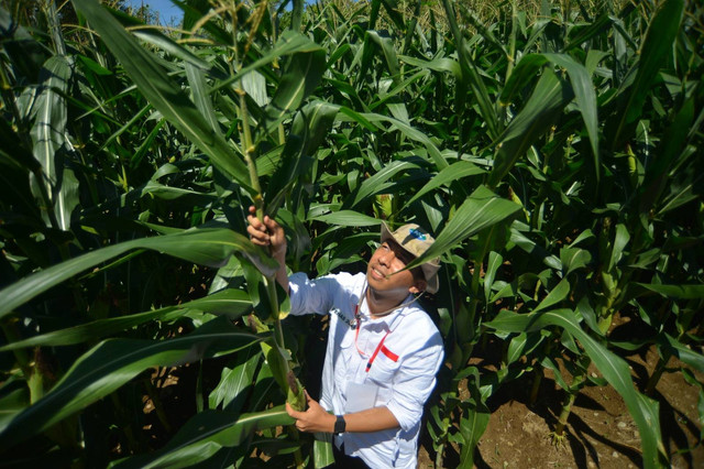 Tanaman jagung yang berasal dari benih hibrida bioteknologi produksi Syngenta Indonesia di Lanud Sutan Sjahrir Padang, Sumatera Barat, Sabtu (10/6/2023). Foto: Dok. Kementan
