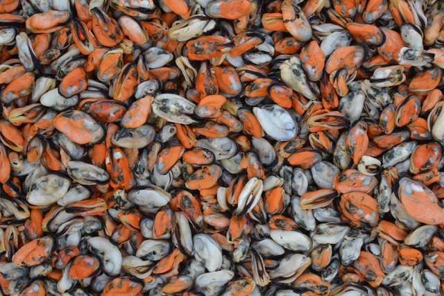 Cara Masak Kerang Kupas. Foto: pexels.com/Hicham Anazom
