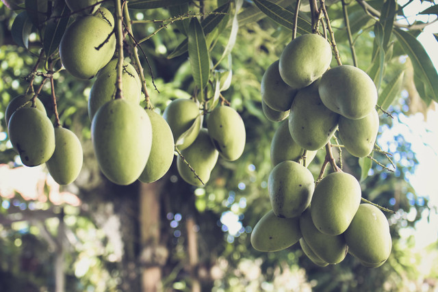 Ilustrasi Cara Memanen Buah Mangga. Foto: dok. Jametlene Reskp (Unsplash)