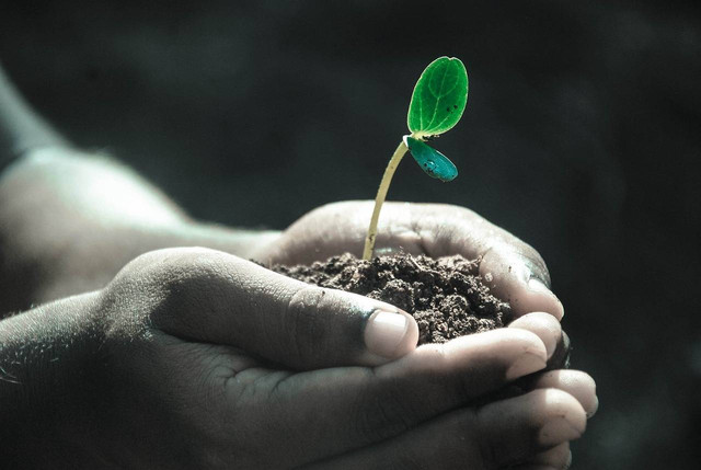 Ilustrasi cara menyuburkan tanaman. Sumber foto: Pixabay