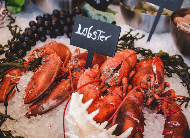 Ilustrasi lobster jantan dan betina. Sumber foto: Unsplash