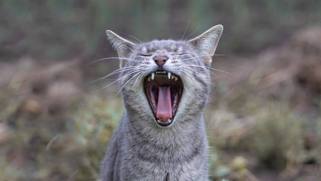 Ilustrasi gigi kucing copot. Sumber foto: Unsplash