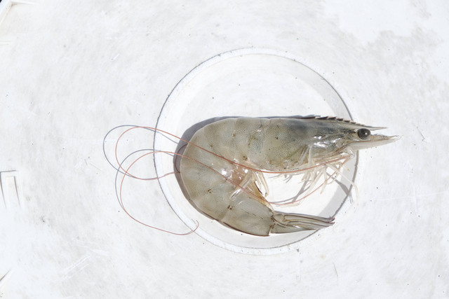 Cara Membersihkan Udang. Foto: Unsplash/James Tiono.