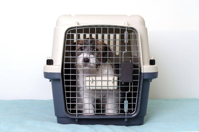 Ilustrasi anjing menangis di dalam kandang saat malam hari. Foto: Luiza Kamalova/Shutterstock