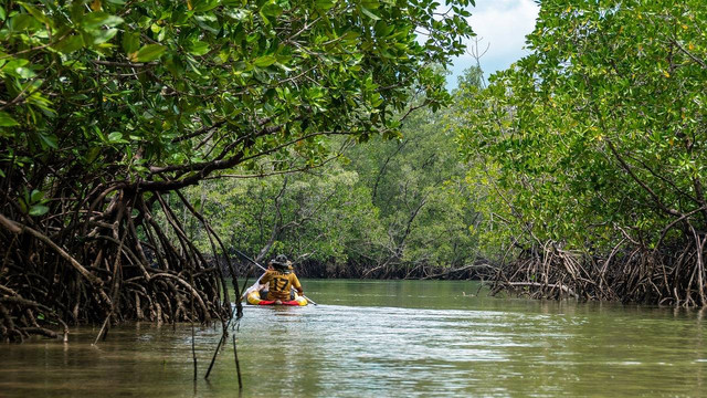 Manfaat hutan bakau, sumber: Pixabay