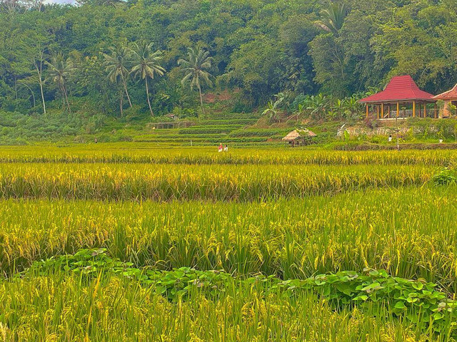 Wisata-Alam-Desa-Tamansari-Menarik-Pendopo-Adipati-Pandadahan Sumber: Dokumen Penulis
