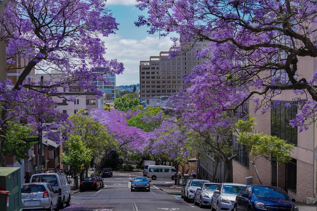 Pohon Jacaranda yang mekar di musim semi di Sydney. Foto: Shutterstock