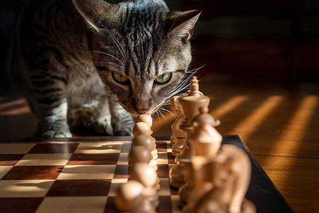 Ilustrasi kenapa kucing menatap kita lama. Foto: Pixabay