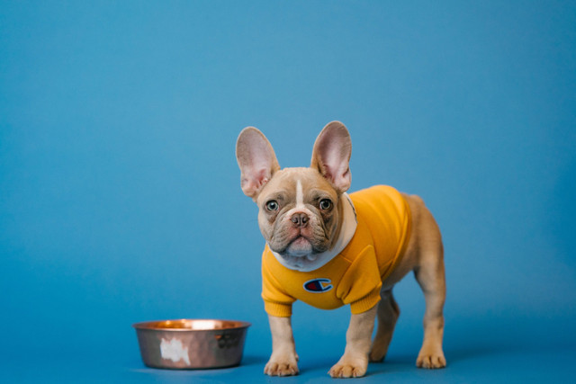Ilustrasi Tanda Anjing Kelaparan. Foto: dok. Karsten Winegeart (Unsplash)