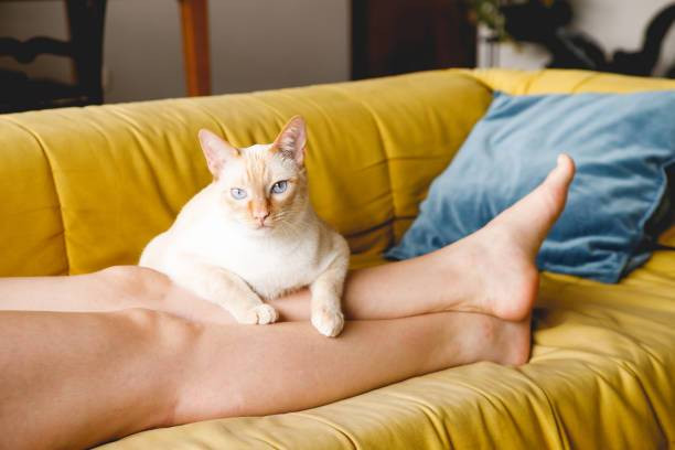   Ilustrasi alasan kucing suka menjilat. Sumber foto: Unsplash