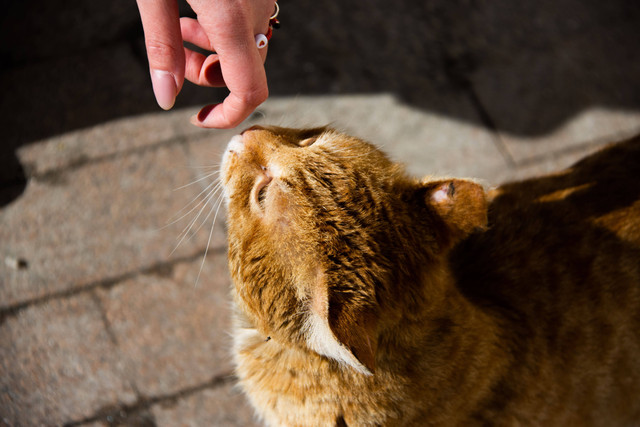 Ilustrasi Aroma yang Disukai Kucing. Foto: dok. Leonid Privalov (Unsplash)