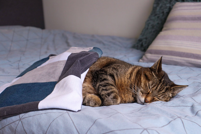 Ilustrasi Cara Menyembuhkan Kucing Mencret. Foto: dok. Bryan Dijkhuizen (Unsplash)