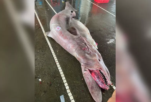 Penampakan hiu goblin yang ditangkap di Taiwan.  Foto: Taiwan Ocean Artistic Museum/Facebook