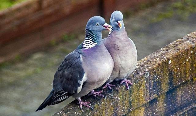 Ilustrasi cara memilih perkutut katuranggan. Foto: Pixabay