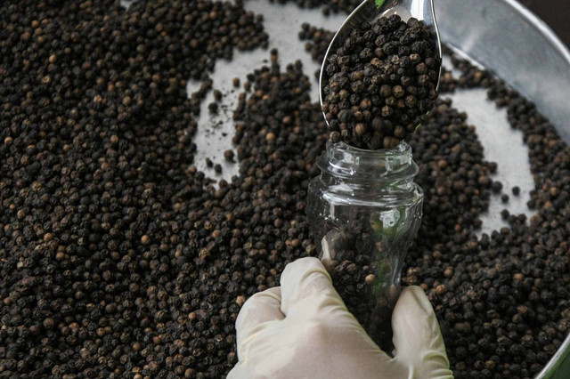 Ilustrasi lada hitam. | Foto: Fakhri Hermansyah/Antara Foto