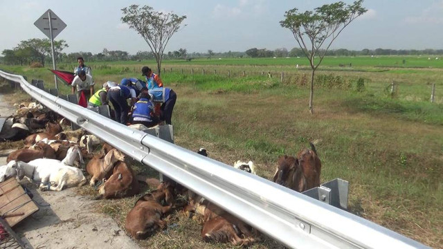 Mobil Pikap yang mengangkut 50 ekor kambing qurban kecelakaan di Tol Ngawi-Solo KM 579/600B Desa Jururejo, Kabupaten Ngawi. Foto: Dok. Istimewa