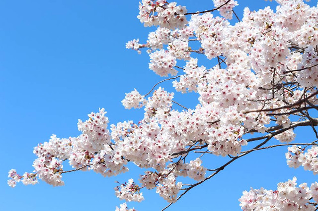 Ilustrasi Bukit Sakura Lawu. Sumber: www.unsplash.com