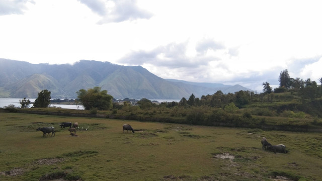 Danau Toba terdapat pemandangan pegunungan yang hijau dan kerbau-kerbau yang sedang makan rumput (Foto: Pribadi)