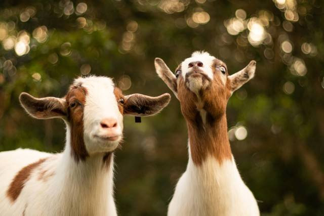 Ilustrasi hukum memakan daging kurban sendiri. Foto: Unsplash. 