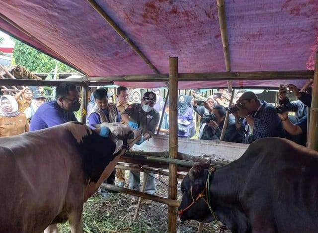 Petugas pengawas hewan kurban saat mengecek kondisi kesehatan hewan kurban di lapak penjualan di Bandar Lampung. | Foto : Dok. Disnakkeswan Lampung.