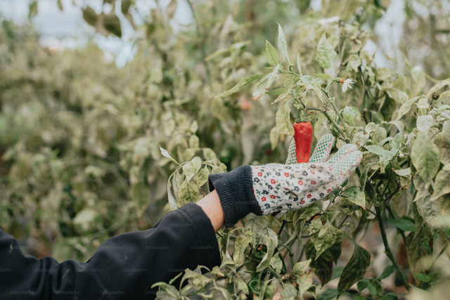 Ilustrasi Ukuran Polybag untuk Cabe. Sumber: Unsplash