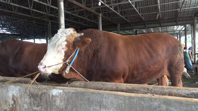 3 sapi milik petani asal Cianjur dibeli Presiden Jokowi. Foto: Dok. Istimewa