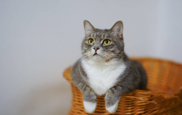 Ilustrasi berapa lama kucing hidup. Sumber: Cats Coming/pexels.com 