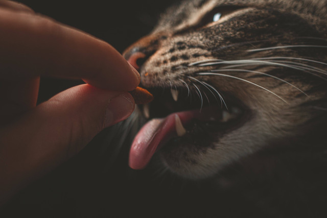 Ilustrasi: Apakah Kucing Boleh Makan Coklat?. Sumber: Lucas Pezeta/Pexels.com