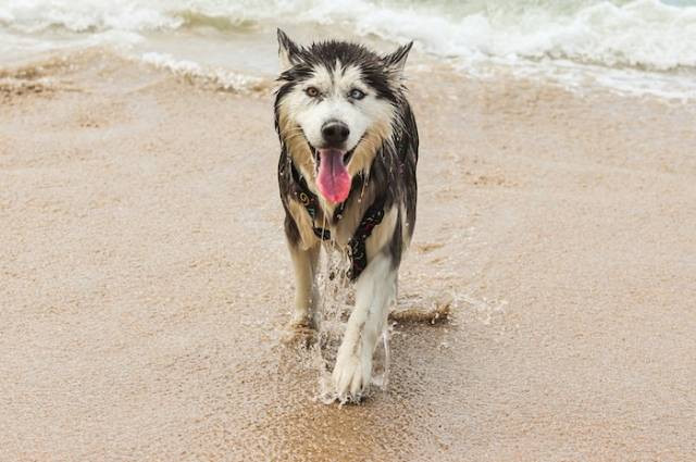 Ilustrasi alaskan malamute, sumber foto: W O L F Λ R T by pexels.com