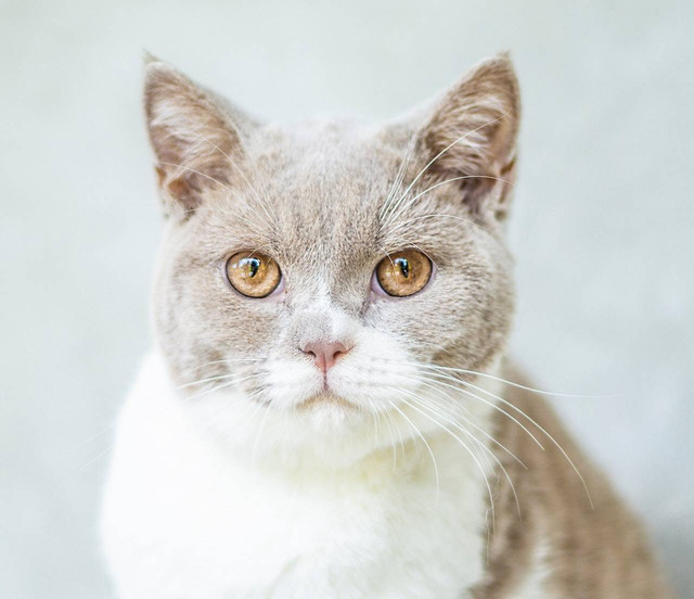 Ilustrasi Ras Kucing Langka. Sumber: Pexels.com/Alina Vilchenko