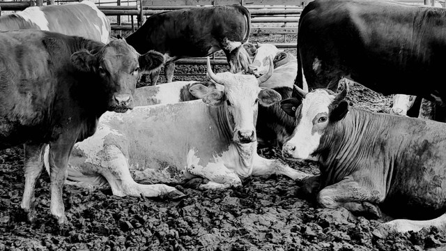 Ilustrasi Cara Pembagian Daging Kurban yang Benar, Foto: Unsplash/Orkun Azap