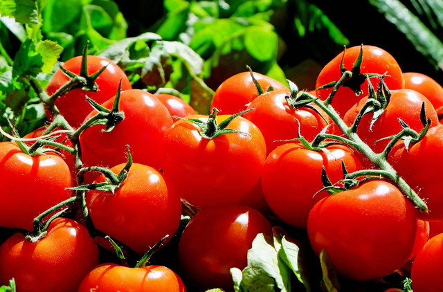 Ilustrasi manfaat makan tomat - Sumber: https://pixabay.com/id/users/1195798-1195798/