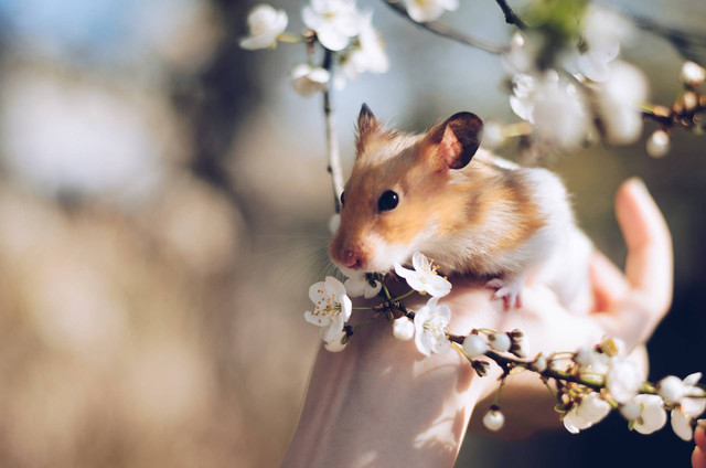 Ciri-ciri hamster hamil, foto: pexels.com
